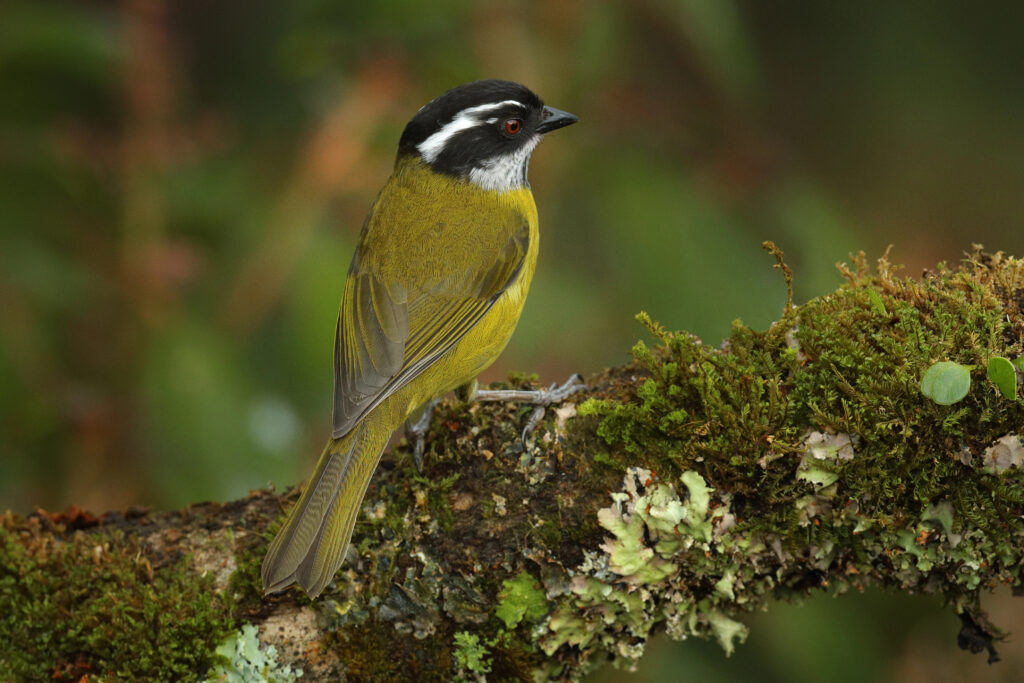 Sooty-capped Chlorospingus
